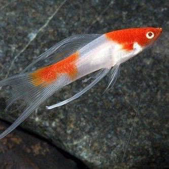 Swordtail Fish