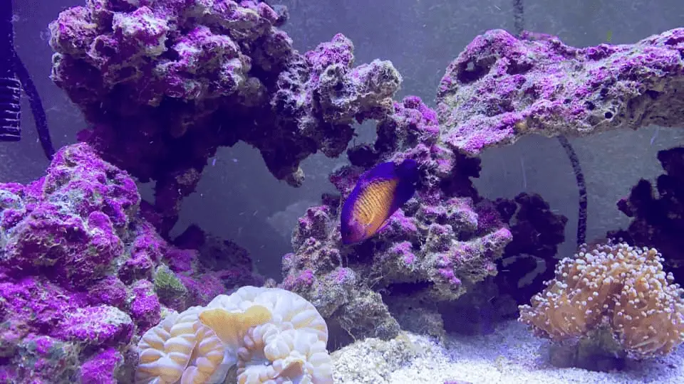 Coral Beauty Angelfish
