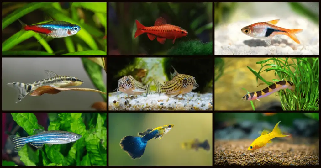 24 Beautiful And Peaceful Fish For Your Aquatic Sanctuary