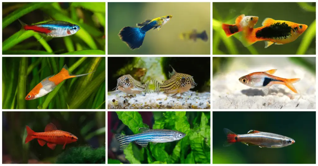 27 Best Community Fish For a Social Freshwater Aquarium